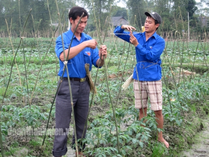 Hoàng Văn Hòa (trái) cùng ĐVTN chăm sóc ruộng cà chua Ấn Độ